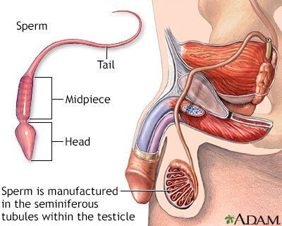 Vasectomy And Vasectomy Reversal